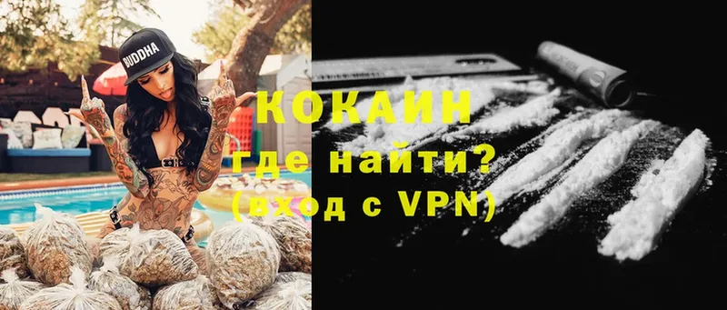 где найти   Кедровый  COCAIN 99% 