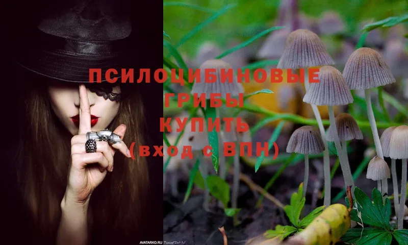 где можно купить наркотик  Кедровый  Псилоцибиновые грибы MAGIC MUSHROOMS 